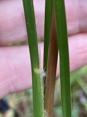 Andropogon virginicus virginicus