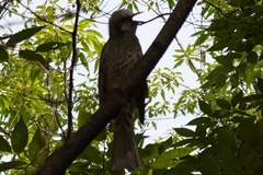 Hypsipetes amaurotis