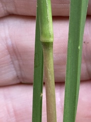 Andropogon virginicus virginicus