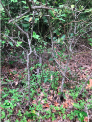 Smilax bona-nox