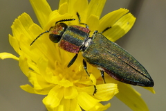 Anthaxia hungarica