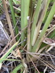 Andropogon virginicus virginicus