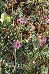 Astragalus