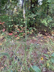 Andropogon virginicus virginicus