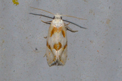 Aethes seriatana