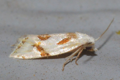 Aethes seriatana