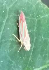 Graphocephala coccinea coccinea