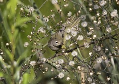 Geothlypis tolmiei