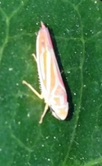 Graphocephala coccinea coccinea
