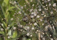Geothlypis tolmiei