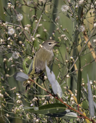 Geothlypis tolmiei