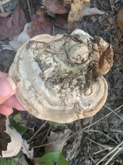 Ganoderma applanatum