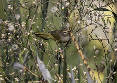 Geothlypis tolmiei