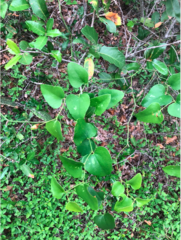 Smilax bona-nox