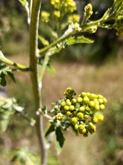 Roldana heracleifolia