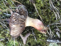 Russula ventricosipes