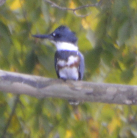 Belted Kingfisher photographed in Tennessee