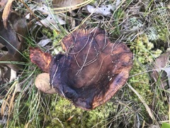 Russula ventricosipes