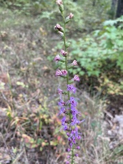 Liatris elegantula