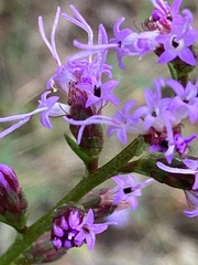 Liatris elegantula