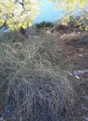 Macrochloa tenacissima