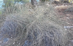 Macrochloa tenacissima