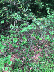 Smilax bona-nox