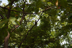 Hypsipetes amaurotis