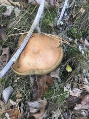 Leccinum vulpinum