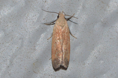 Anacampsis fullonella