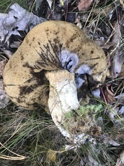 Leccinum vulpinum