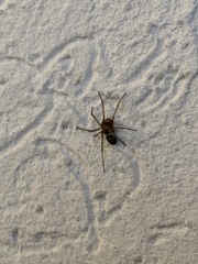 Steatoda