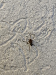 Steatoda