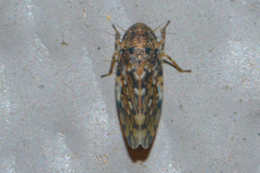Xestocephalus tessellatus