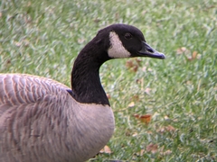 Branta hutchinsii