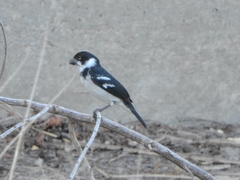 Sporophila americana