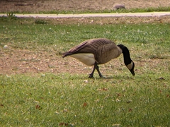Branta hutchinsii