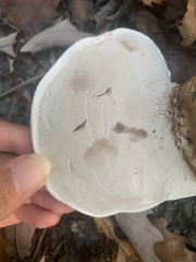 Ganoderma applanatum