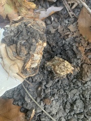 Ganoderma applanatum