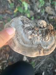 Ganoderma applanatum