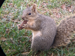 Sciurus niger