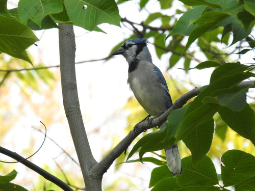 Blue Jay photographed in Idaho