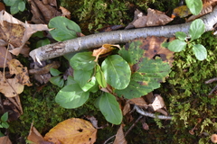 Pyrola elliptica