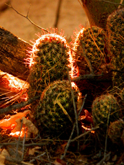 Mammillaria sheldonii