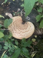 Cerioporus squamosus