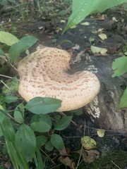 Cerioporus squamosus