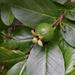 Brazilian Guava - Photo (c) Mauricio Mercadante, some rights reserved (CC BY-NC-SA)