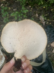 Cerioporus squamosus