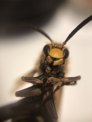 Vespa crabro