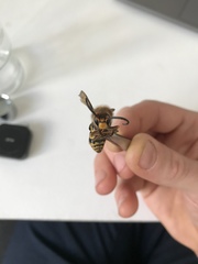 Vespa crabro